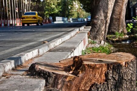درختانی که در خیابان ولیعصر تهران قطع می‌شوند