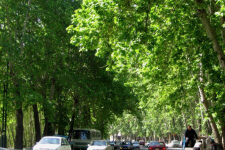 ساخت و ساز، بلای جان درختان خیابان ولیعصر(عج) تهران
