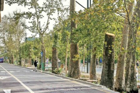 شوک حرارتی به درختان خیابان ولیعصر در اثر گرما