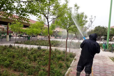 کاهش چشمگیر درختان رو به زوال در مرکز شهر تهران