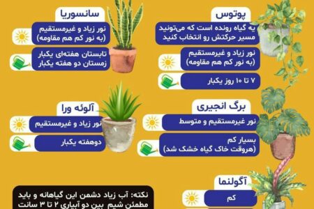 گیاهان کم توقع و دوست داشتنی