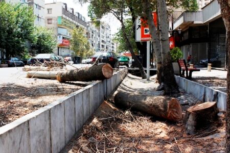 چالش پُر خطر درختان در امتداد شهر