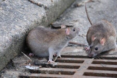 کاهش ۲۰ درصدی تماس‌ شهروندان درباره مزاحمت موش‌‌ها