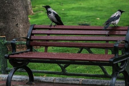 چرا کلاغ در تهران زیاد شده است؟