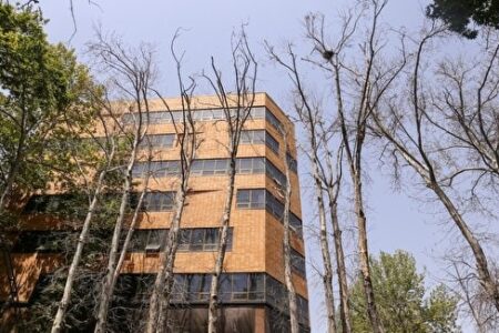 درخواست مجازات سنگین برای مسببان خشکاندن درختان ولیعصر