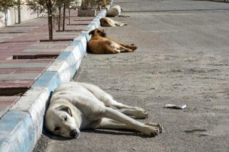 وجود 400 هزار سگ بدون صاحب در استان تهران!