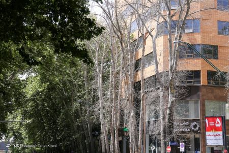 جریمه ۱۱۷ میلیاردی عامل خشکاندن درختان خیابان ولیعصر
