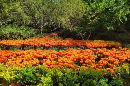 کاشت ۲۵۰۰۰۰ شاخه گل لاله در باغ ایرانی